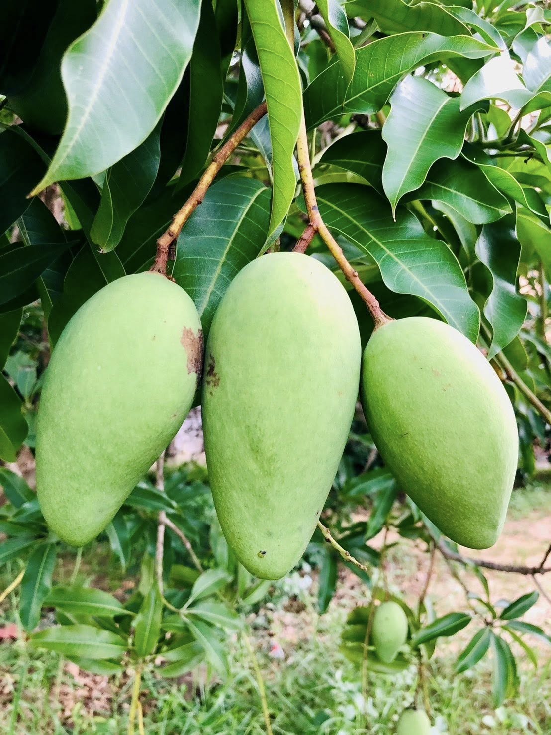 มุมมองด้านข้าง