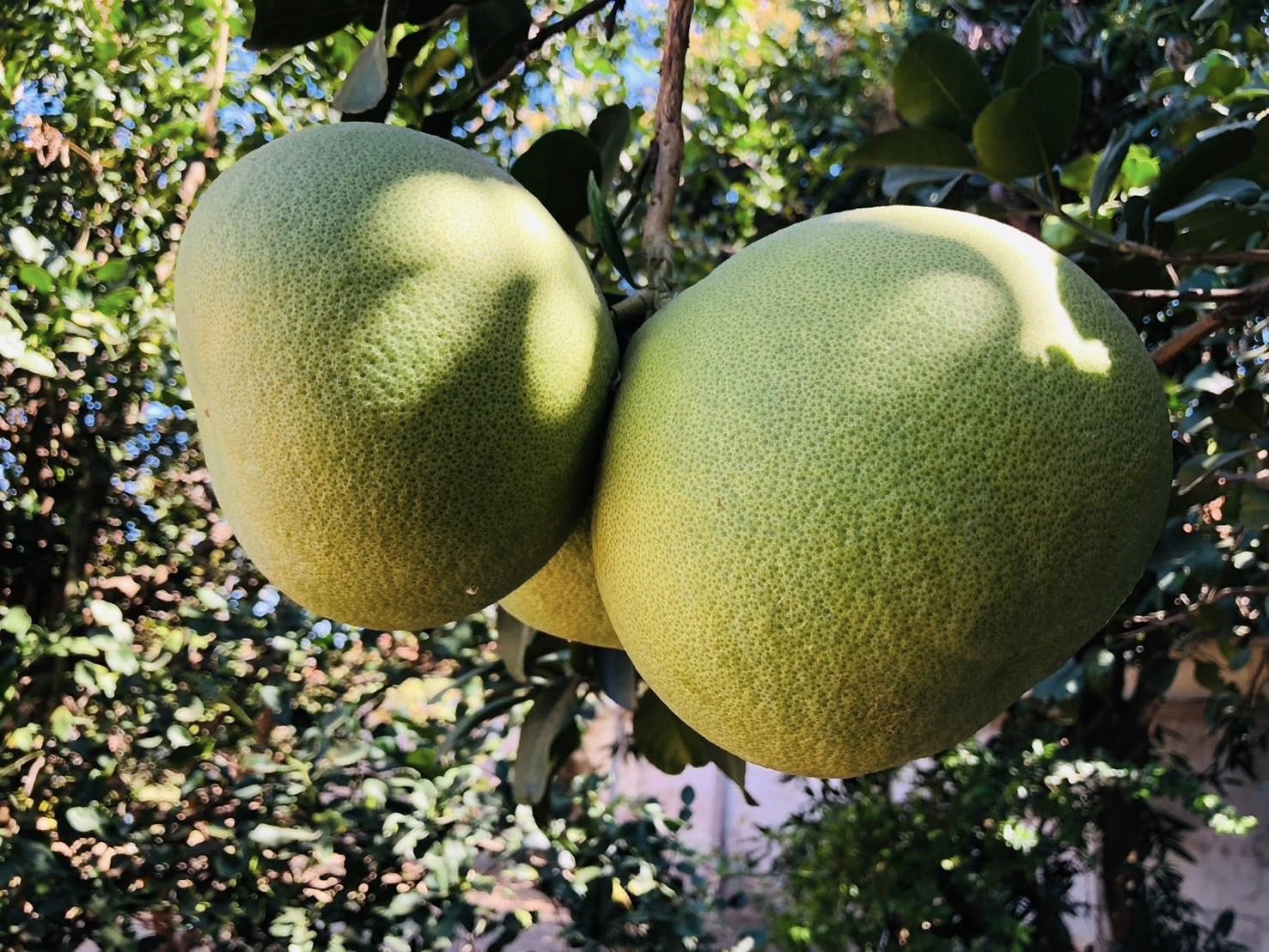 สวนหย่อม