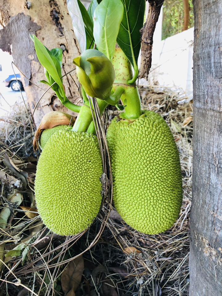 ต้นขนุน